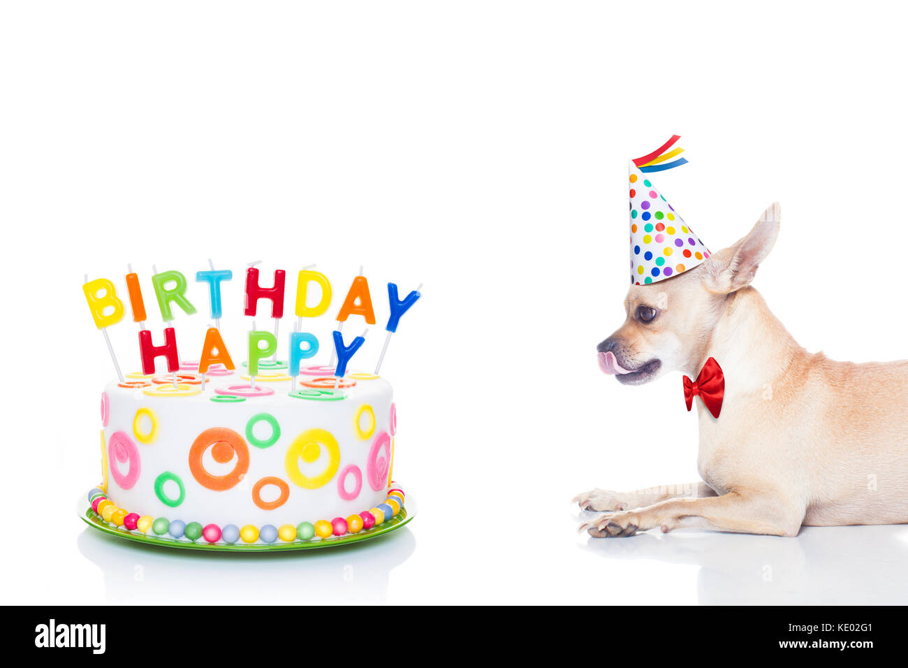 Chihuahua Dog Faim Pour Un Joyeux Anniversaire Gateau Avec Bougies Portant Cravate Rouge Et Party Hat Isole Sur Fond Blanc Photo Stock Alamy Chihuahua Dog Faim Pour Un Joyeux Anniversaire Gateau Avec Bougies Portant Cravate Rouge Et Party Hat Isole Sur Fond Blanc Photo Stock Alamy
