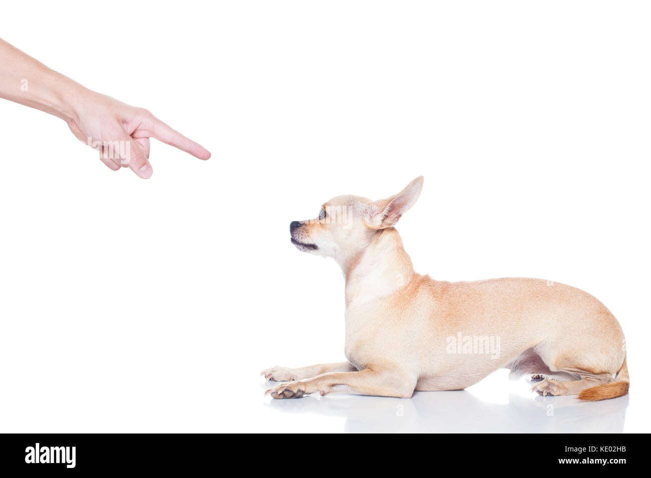 Chihuahua chien prêt pour une promenade avec le propriétaire , puni par le propriétaire Banque D'Images