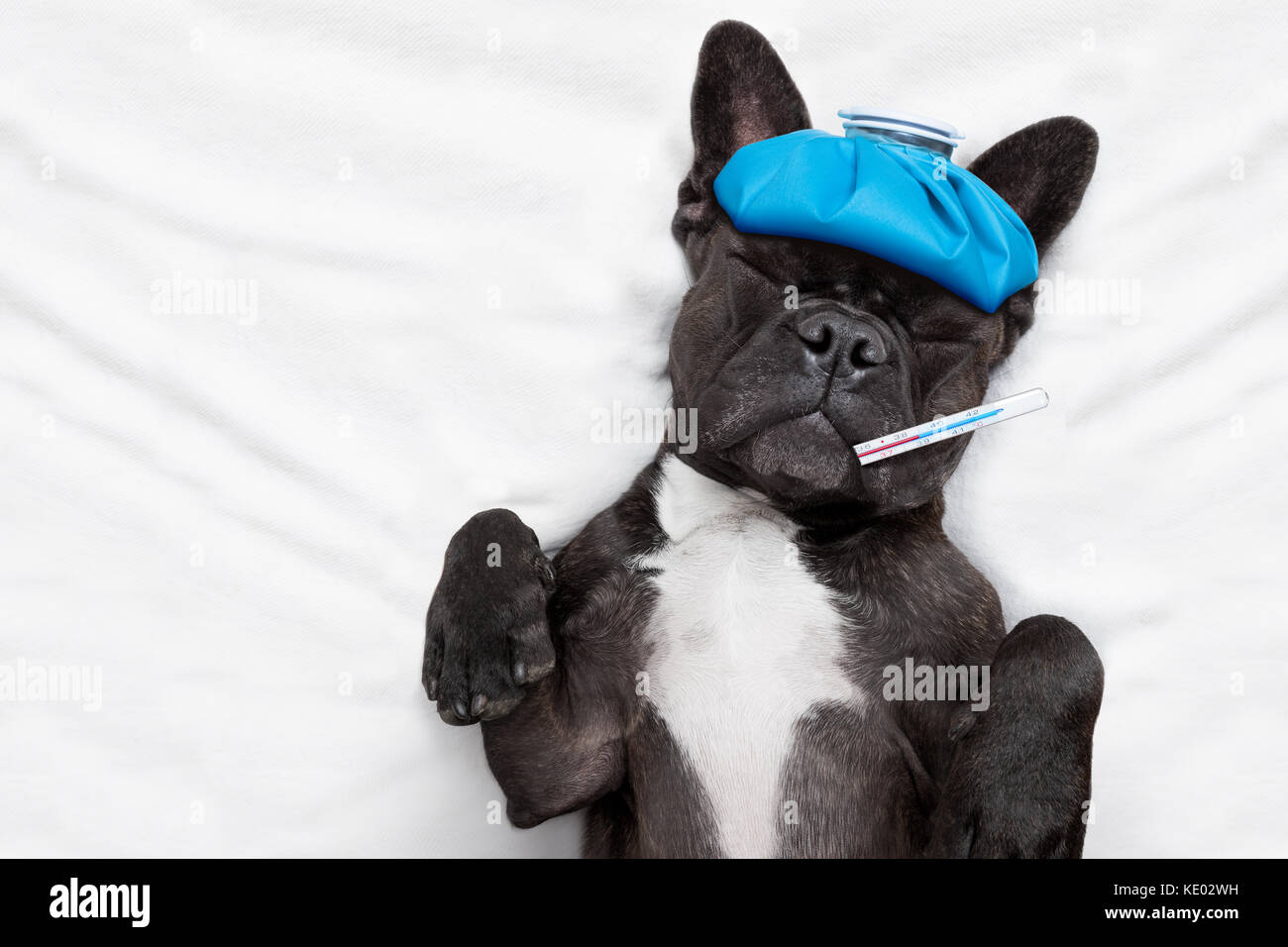 Bouledogue français chien avec maux de tête et gueule de bois avec sac de glaçons ou de glace sur la tête, les yeux fermés la souffrance , dans le lit se reposer et dormir Banque D'Images