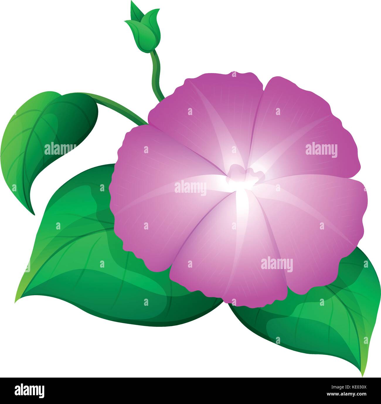 Morning Glory rose avec des feuilles vertes illustration Illustration de Vecteur