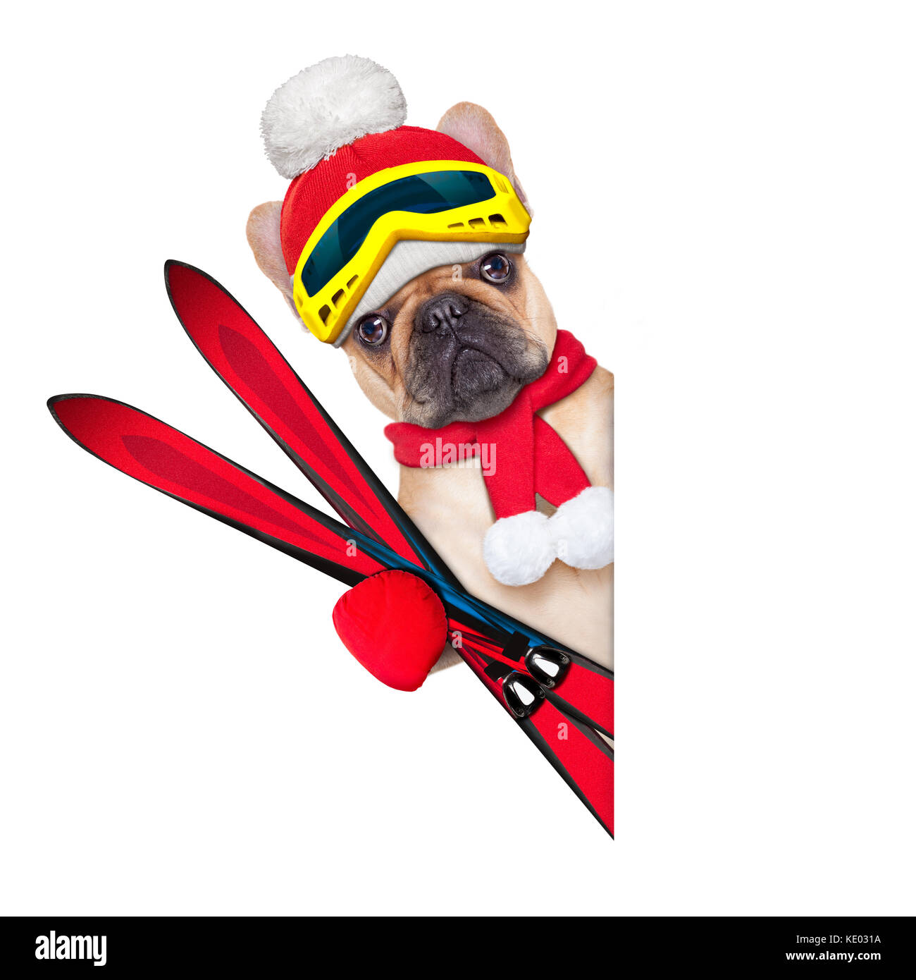 Chien bouledogue français fauve avec équipement de ski, portant ces lunettes , gants , un chapeau et une écharpe rouge,blanc à côté d'une une ouverture vierge ou une affiche, isolé sur blanc Banque D'Images