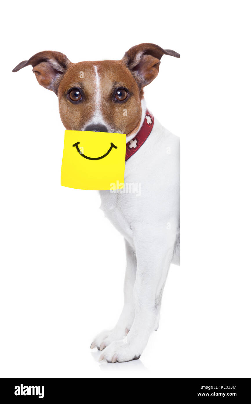 Chien avec une note jaune collant sur le nez avec un grand sourire sur elle  Photo Stock - Alamy