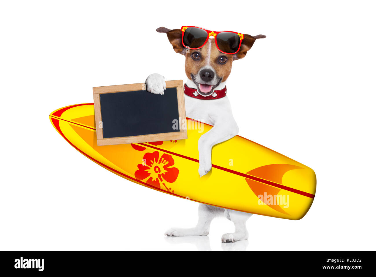 Silly funny cool chien surfeur holding fancy surf board et vide vide placard ou un tableau noir, isolé sur fond blanc Banque D'Images