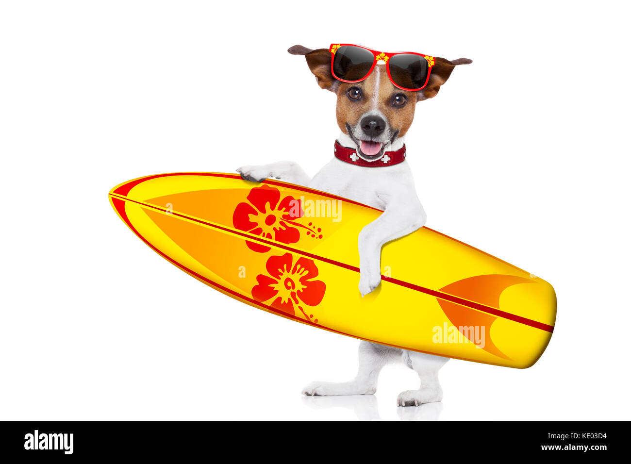 Silly funny cool chien surfeur holding fancy surf board , isolé sur fond blanc Banque D'Images