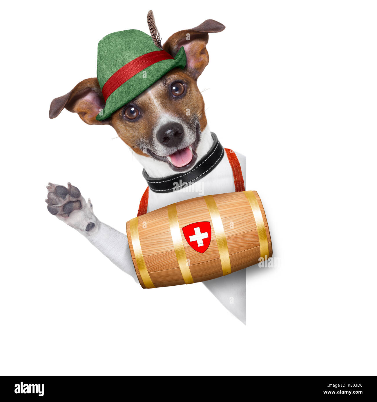 Chien de sauvetage suisse avec un baril et pattes derrière banner Banque D'Images