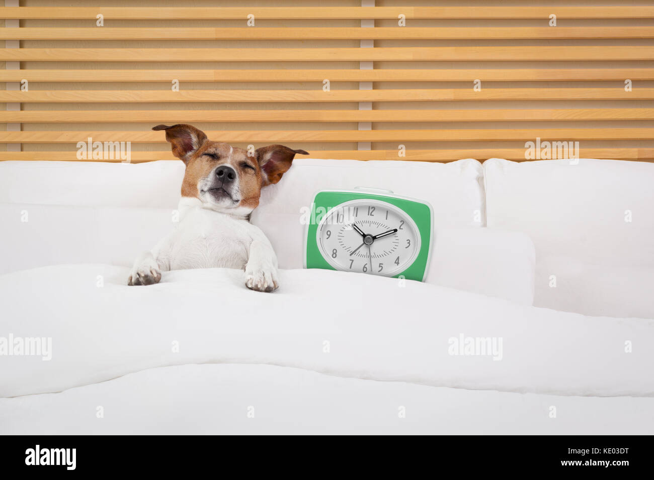 Chien Jack Russell Repos Dormir Ou Avoir Une Sieste Avec Un Reveil Et Un Masque Pour Les Yeux Photo Stock Alamy Chien Jack Russell Repos Dormir Ou Avoir Une Sieste Avec Un Reveil Et Un Masque Pour Les Yeux Photo Stock Alamy