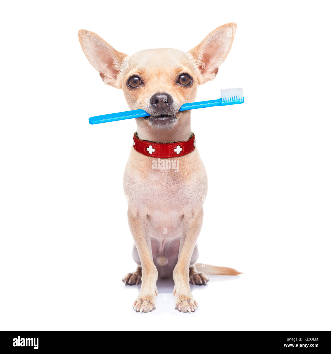 Chihuahua chien tenant une brosse à dents avec bouche , isolé sur fond  blanc Photo Stock - Alamy