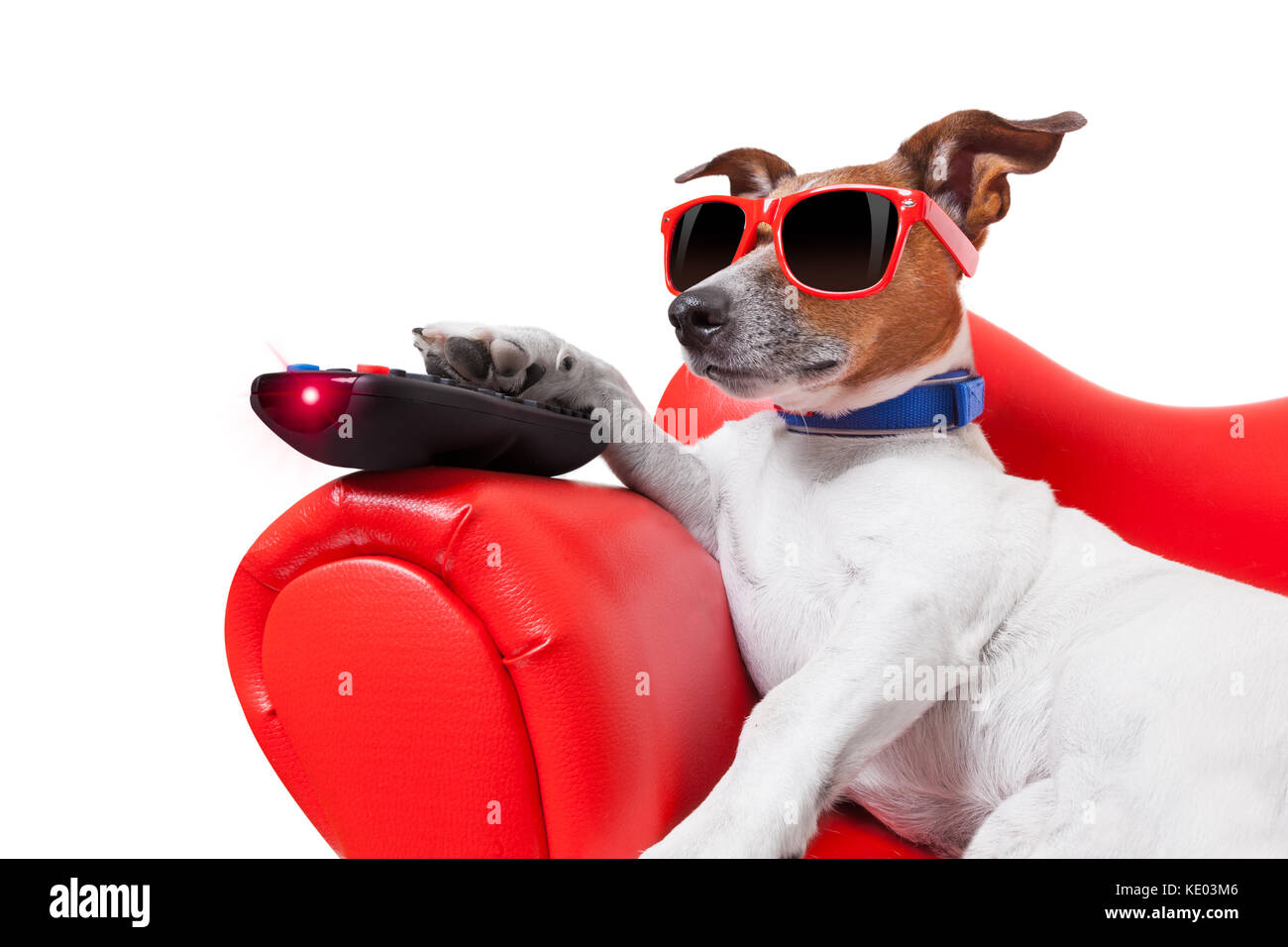 Chien regardant la TV ou un film assis sur un canapé rouge ou la table avec  télécommande pour changer les voies Photo Stock - Alamy