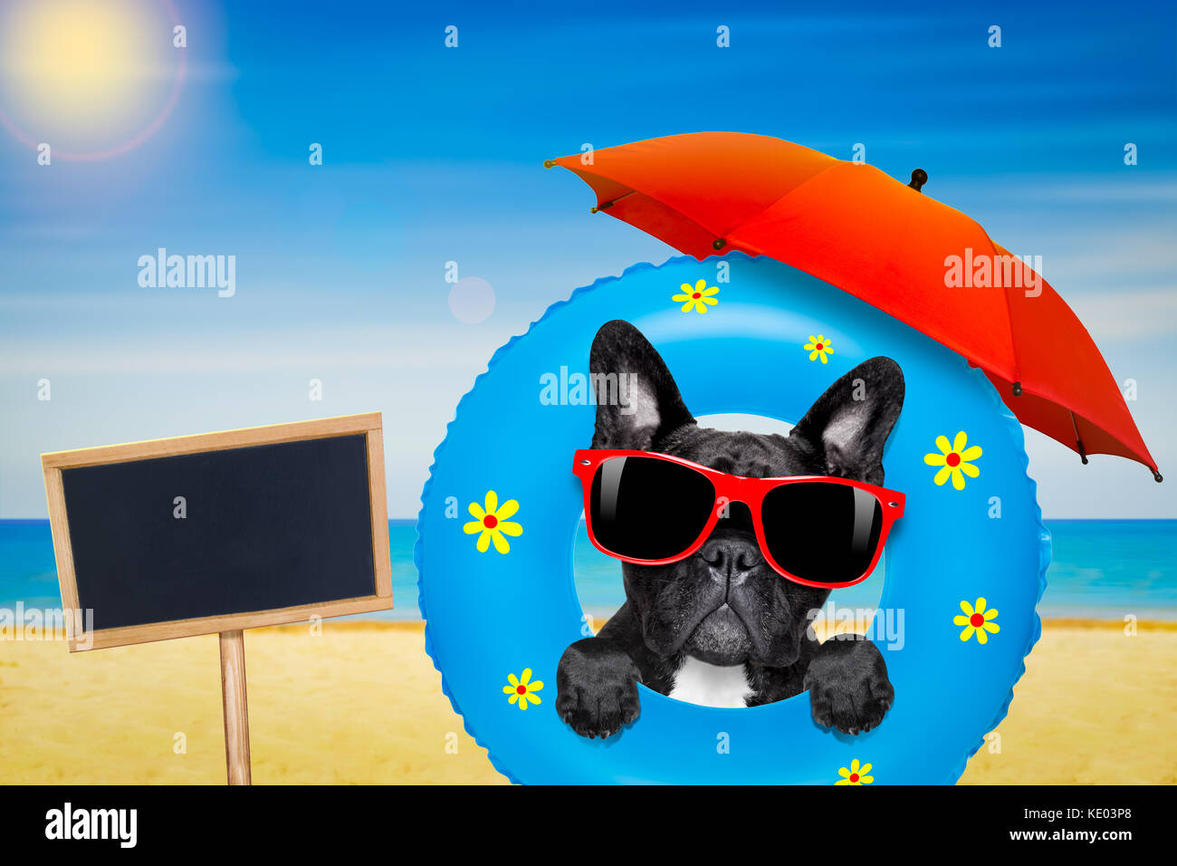 https://c8.alamy.com/compfr/ke03p8/bouledogue-francais-chien-detente-sur-matelas-d-air-avec-des-lunettes-sur-les-vacances-d-ete-vacances-a-la-plage-et-parasol-et-tableau-noir-ou-la-plaque-de-banniere-ke03p8.jpg