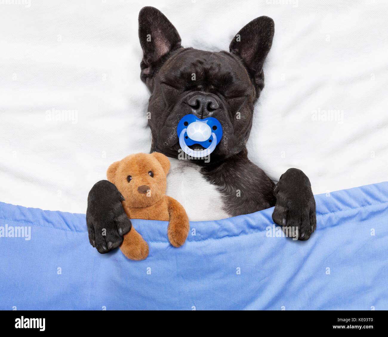 Bouledogue Francais Chien Avec Maux De Tete Et Gueule De Dormir Dans Le Lit Comme Un Bebe Avec Tetine Embrassant Ours Proches Photo Stock Alamy