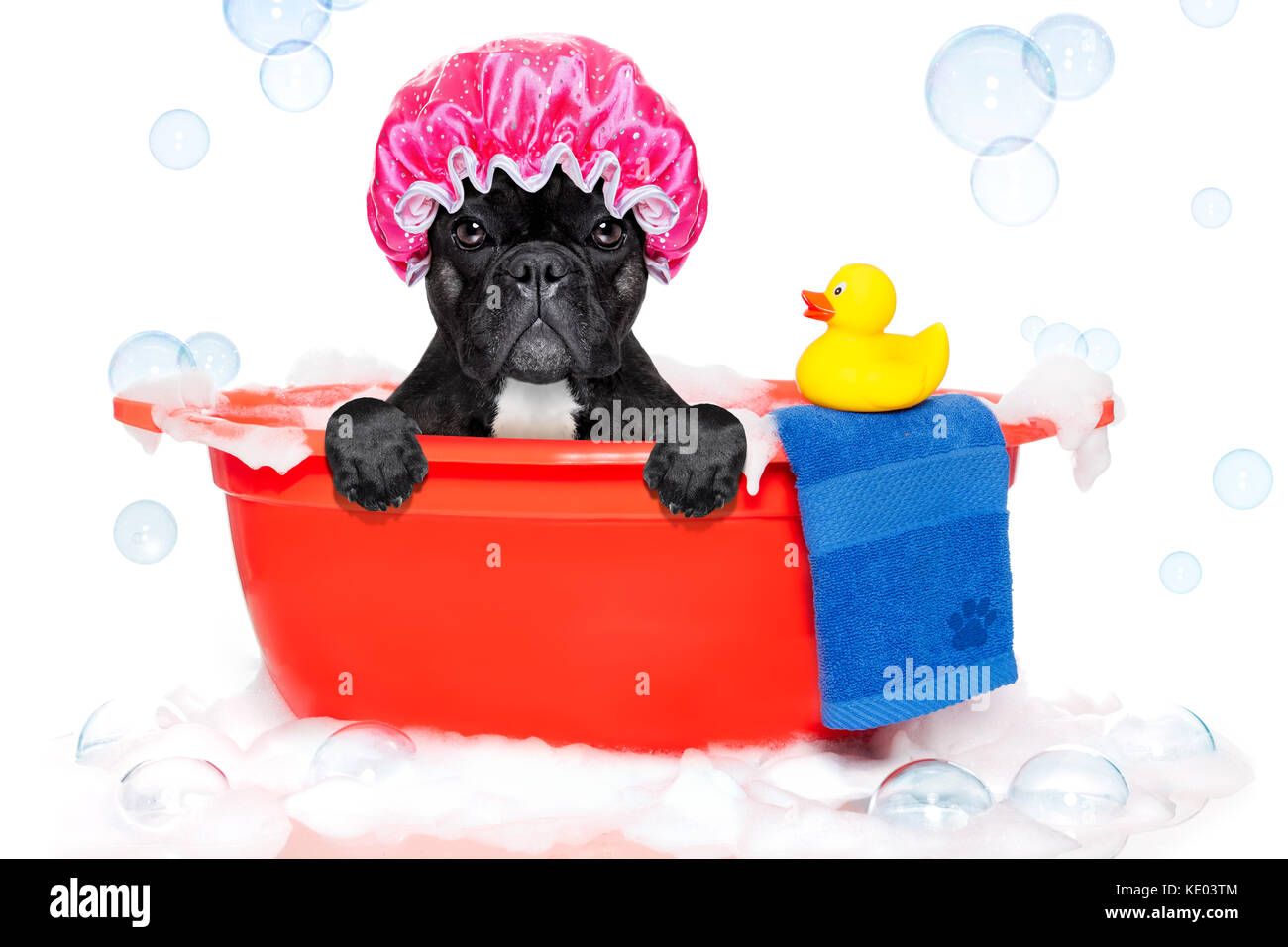 Bouledogue français chien dans une baignoire pas aussi amusé à ce sujet ,  avec le canard en plastique jaune et sèche-serviettes, couverts de mousse ,  isolé sur fond blanc, le port Photo