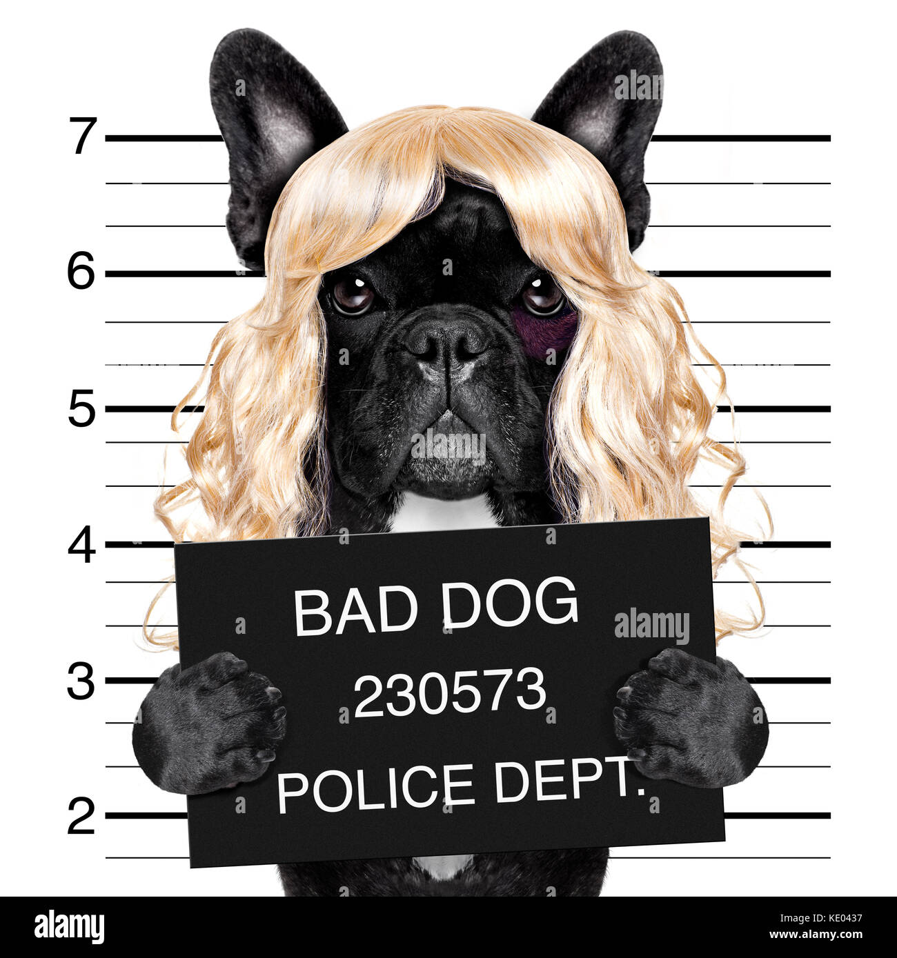 Diva lady girl chien posant pour une belle, électroniques comme un criminel et voleur avec perruque blonde Banque D'Images