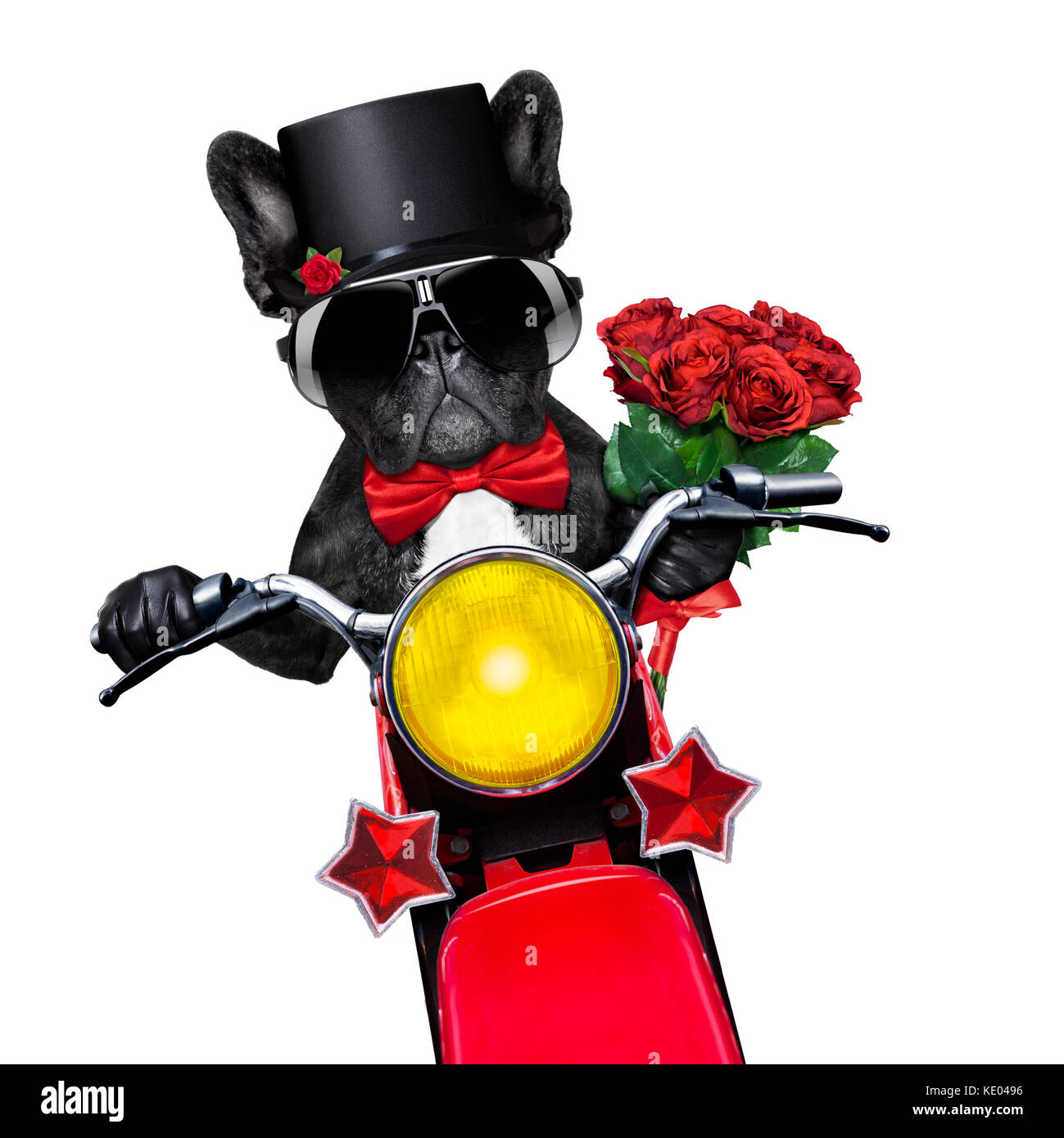 Valentines Bouledogue français chien , équitation une moto , tenant un  bouquet de roses rouges, isolé sur fond blanc Photo Stock - Alamy