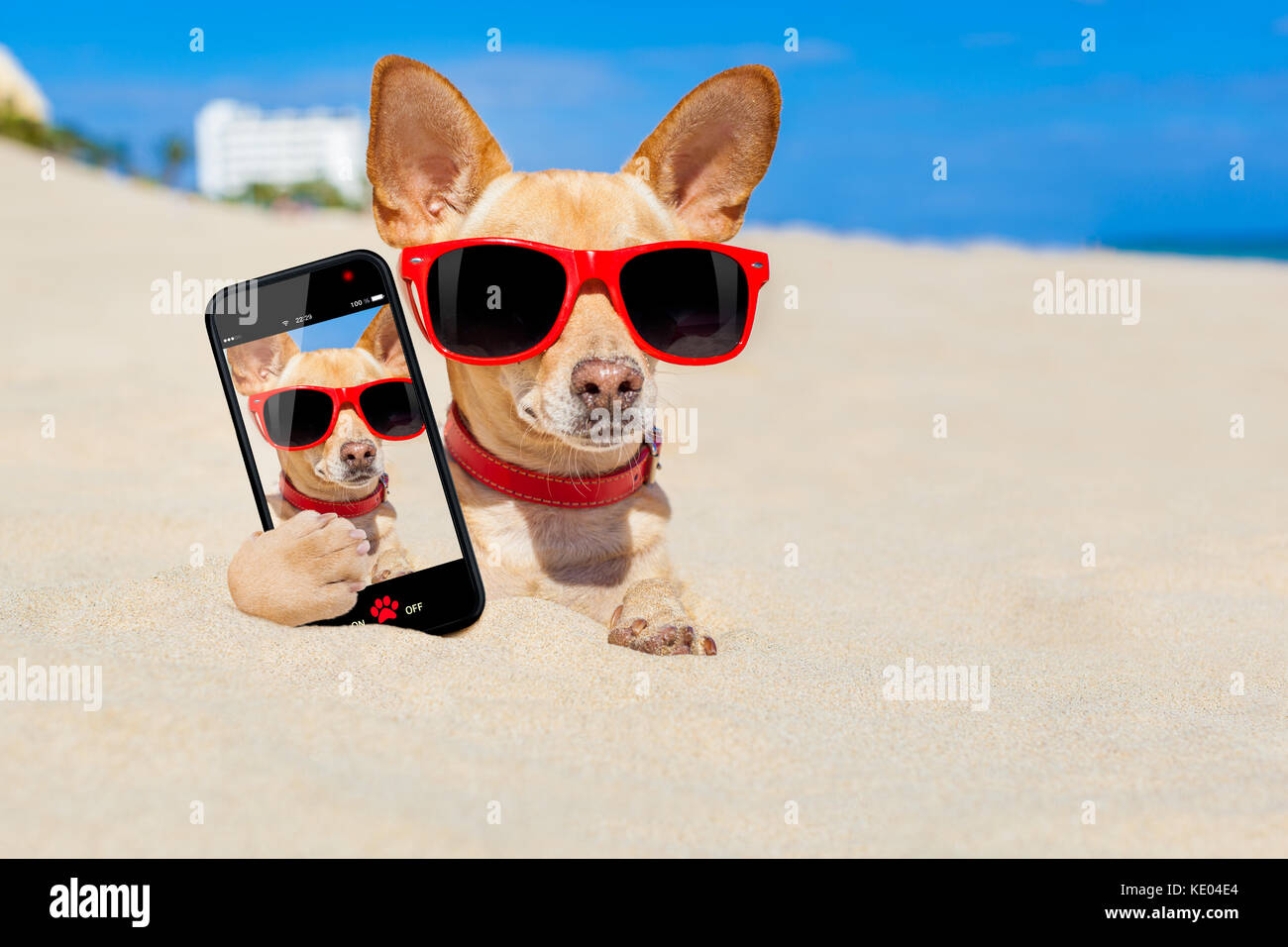 Chihuahua chien enterré dans un trou dans le sable à la plage les vacances d'été fêtes , portant des lunettes rouges, tout en prenant un selfies Banque D'Images