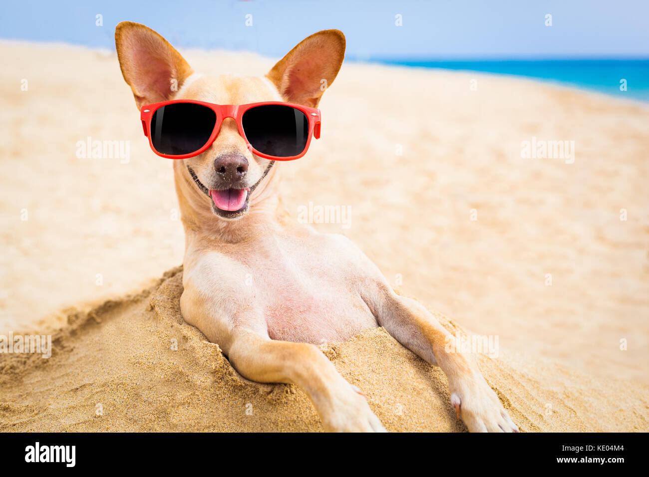Cool chihuahua chien à la plage le port de lunettes de soleil Photo Stock -  Alamy