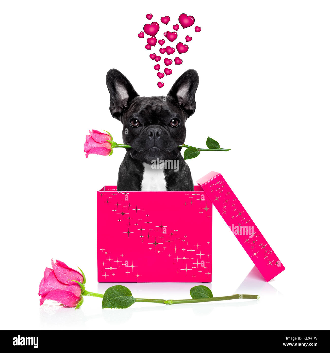 Bouledogue français chien avec valentines day rose en bouche , sautant d'un  présent ou un cadeau fort , comme surprise, isolé sur fond blanc Photo  Stock - Alamy