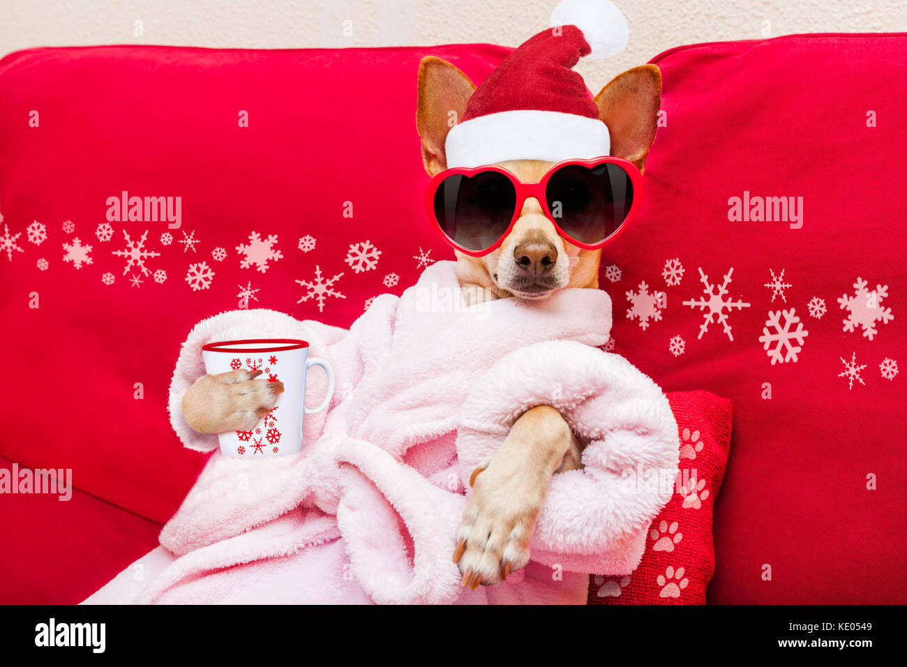 Chien chihuahua et relaxant situé dans le centre de bien-être, spa, vêtu d'un peignoir et de lunettes drôles, boire mug tasse de café ou thé Banque D'Images