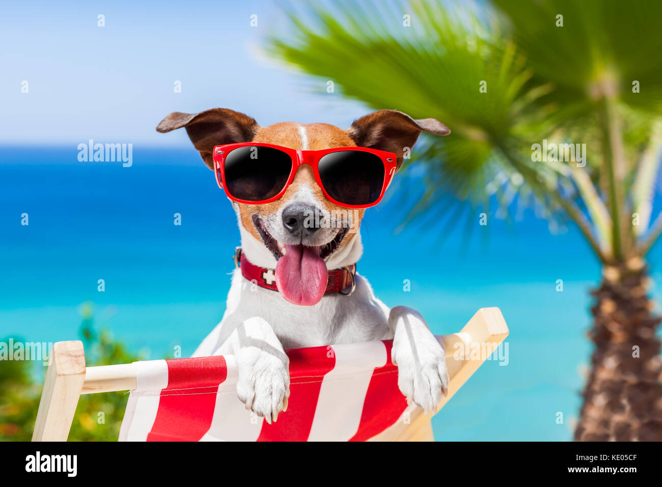 Chien se détendre sur une chaise longue fantaisie Photo Stock - Alamy