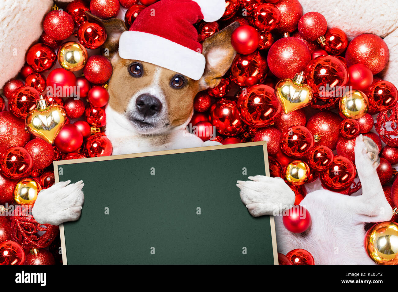 Jack Russell Terrier Chien Avec Santa Claus Hat Pour Les