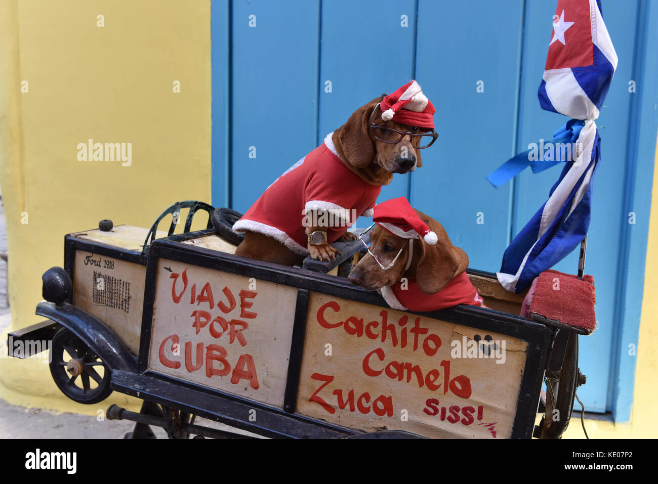 Peu de chiens habillés pour Noël pour divertir les touristes il Vieille Havane Cuba Banque D'Images