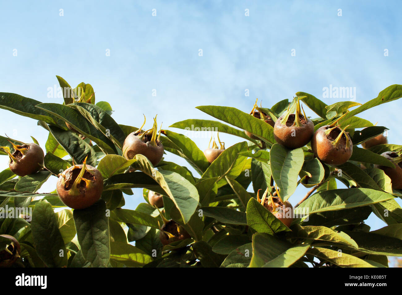 Mespilus ou nèfles en gros plan d'arbres fruitiers. Banque D'Images