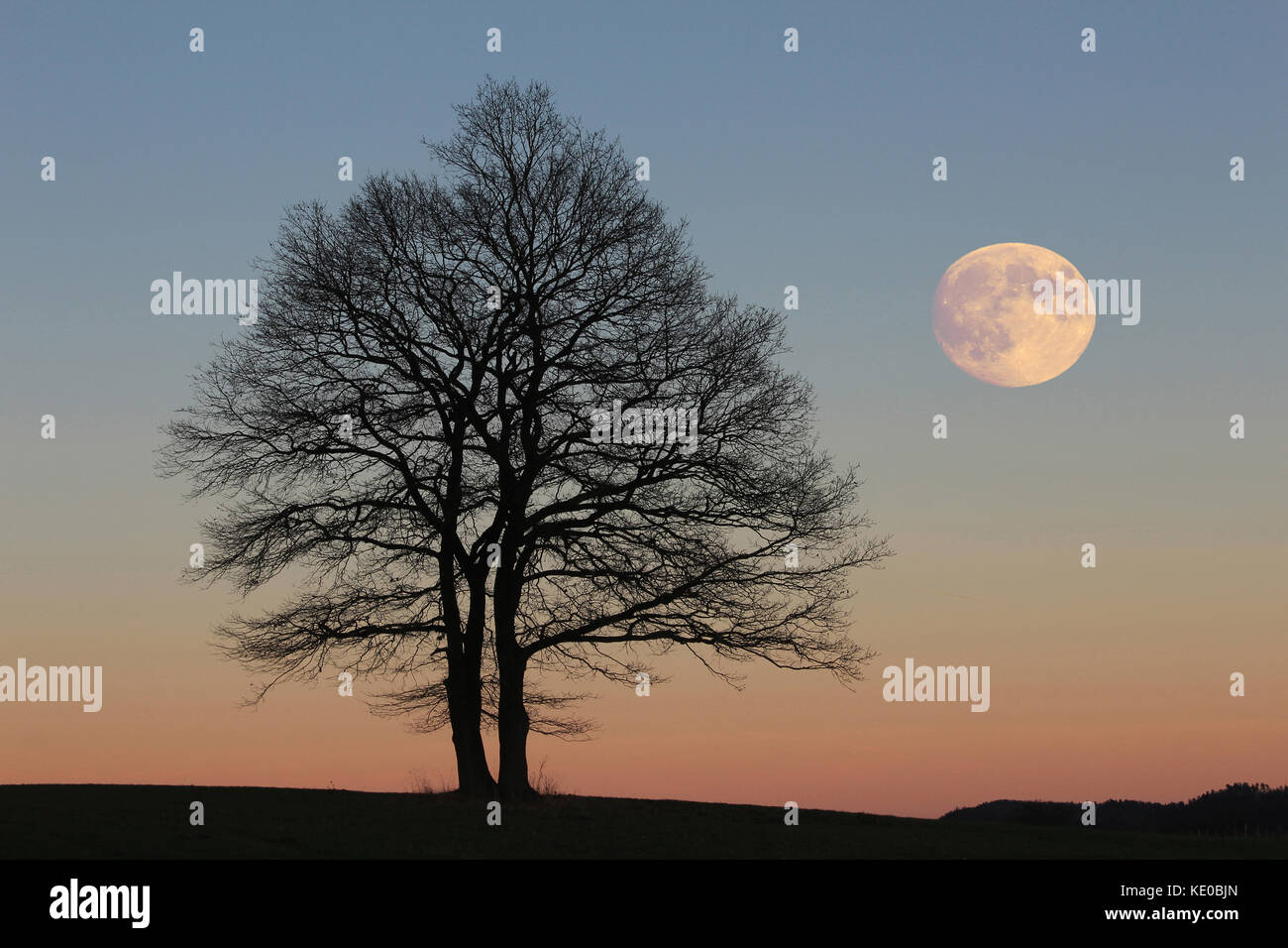 Les arbres de chêne à tête avec pleine lune près de sundern-hellefeld, coesfeld, hochsauerland, Sauerland, NRW, Allemagne / kahle eichen mit bei vollmond sunde Banque D'Images
