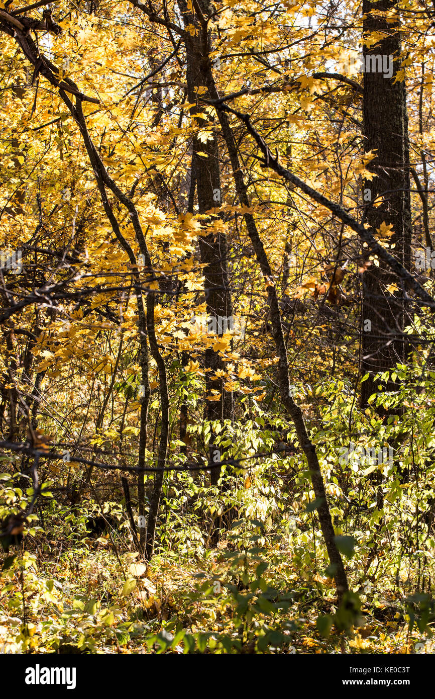 Belle forêt d'automne en arrière-plan, la lumière du soleil en plein air dans la nature automne Banque D'Images