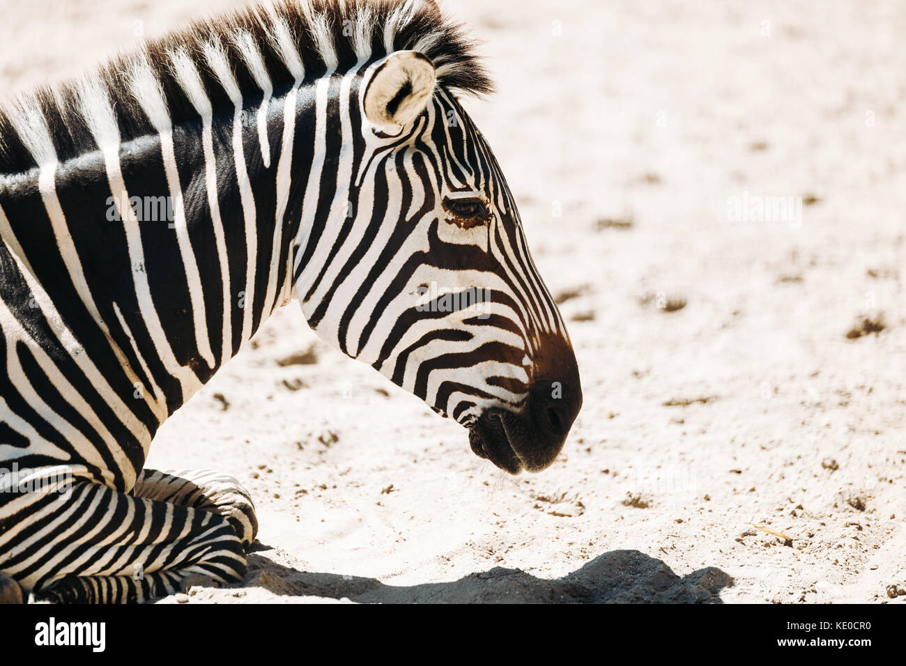 Zebra sur fond sombre image noir et blanc. Banque D'Images