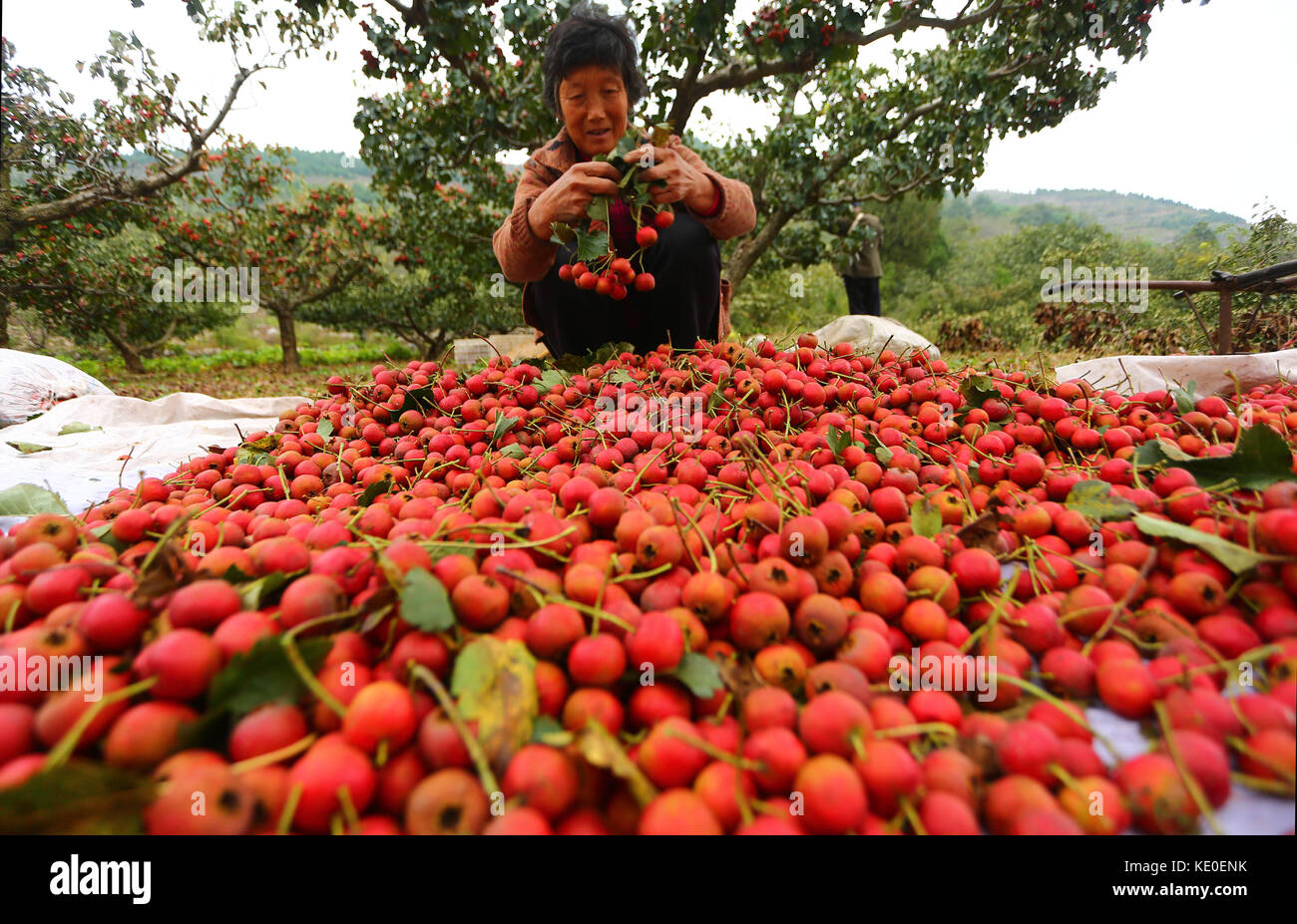 Zaozhuang, Chine. 17 octobre 2017. (USAGE ÉDITORIAL UNIQUEMENT. CHINE SORTIE). Les paysans sont occupés avec la récolte de l'aubépine à Zaozhuang, dans la province du Shandong de l'est de la Chine. Crédit : Sipa Asia/ZUMA Wire/Alamy Live News Banque D'Images