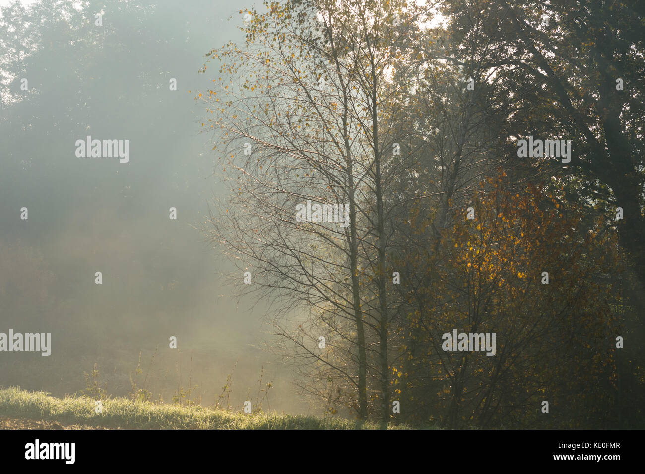 Natura 2000, Głębowice, Pologne, Europe, 17 Oct, 2017. Cela va être une très belle journée chaude d'automne, malgré le matin brumeux. Il n'y a pas de nuage dans le ciel, bleu ciel. Le soleil levant éclaire magnifiquement les feuilles d'automne sur les arbres. Credit : w124merc / Alamy Live News Banque D'Images