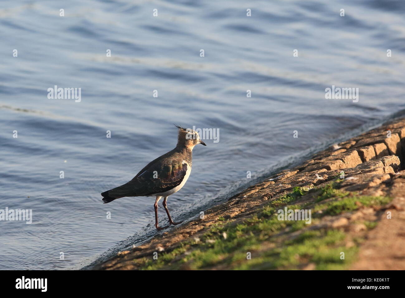 Le Buckinghamshire 17e Octobre 2017. UK La faune, sociable (Vanellus vanellus) au bord de l'eau, Willen Lake à Milton Keynes, Buckinghamshire, Angleterre, Royaume-Uni. Banque D'Images