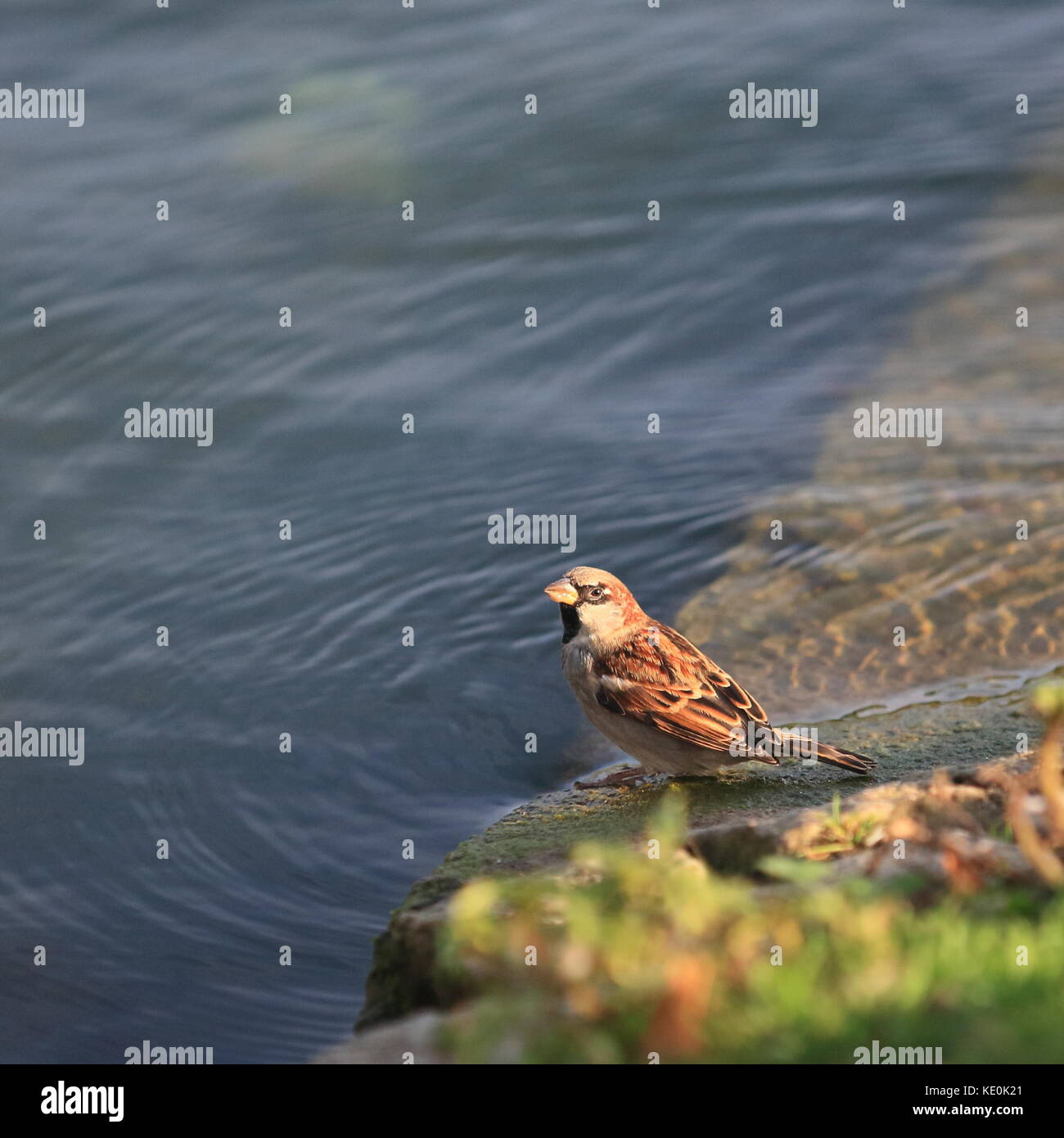 Le Buckinghamshire 17e Octobre 2017. UK La faune, le comportement des oiseaux au bord de l'eau, Willen Lake à Milton Keynes, Buckinghamshire, Angleterre, Royaume-Uni. Banque D'Images