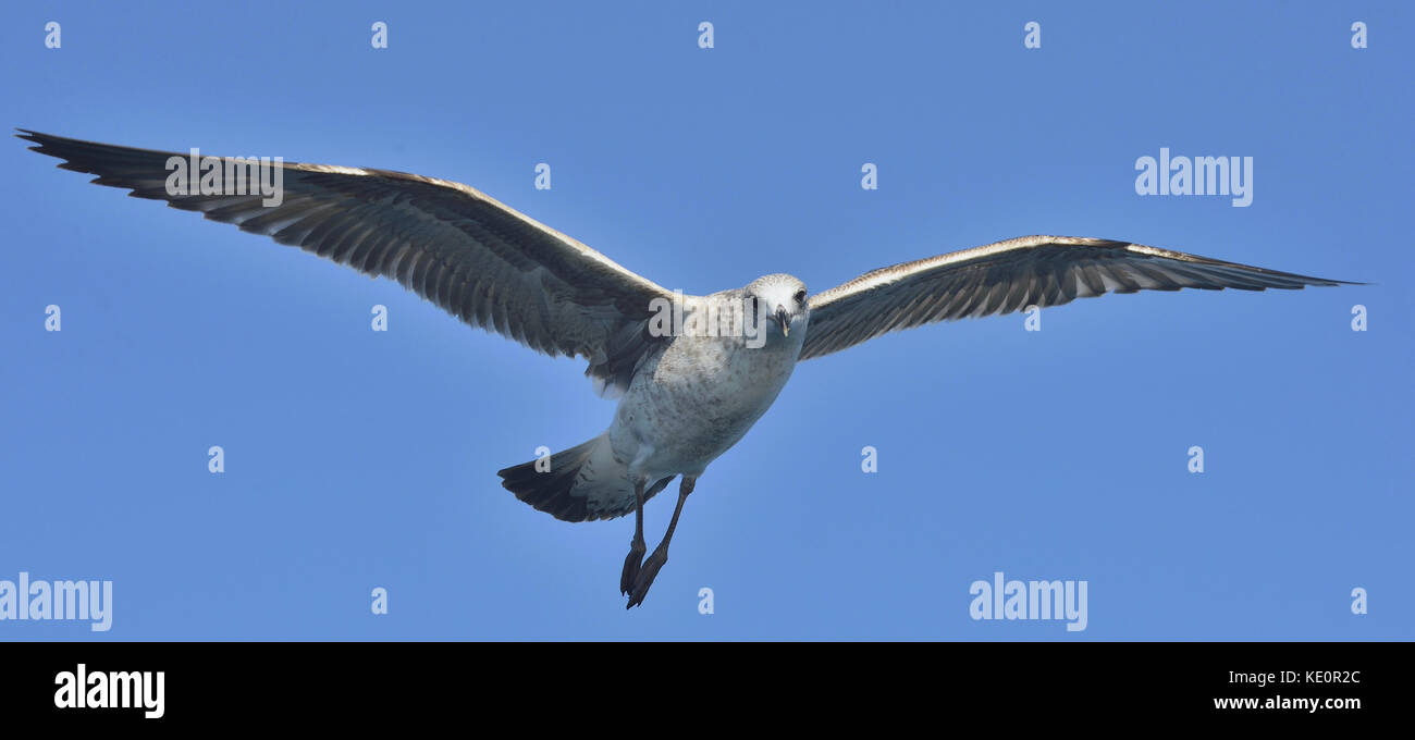 Flying gull varech juvénile Banque D'Images