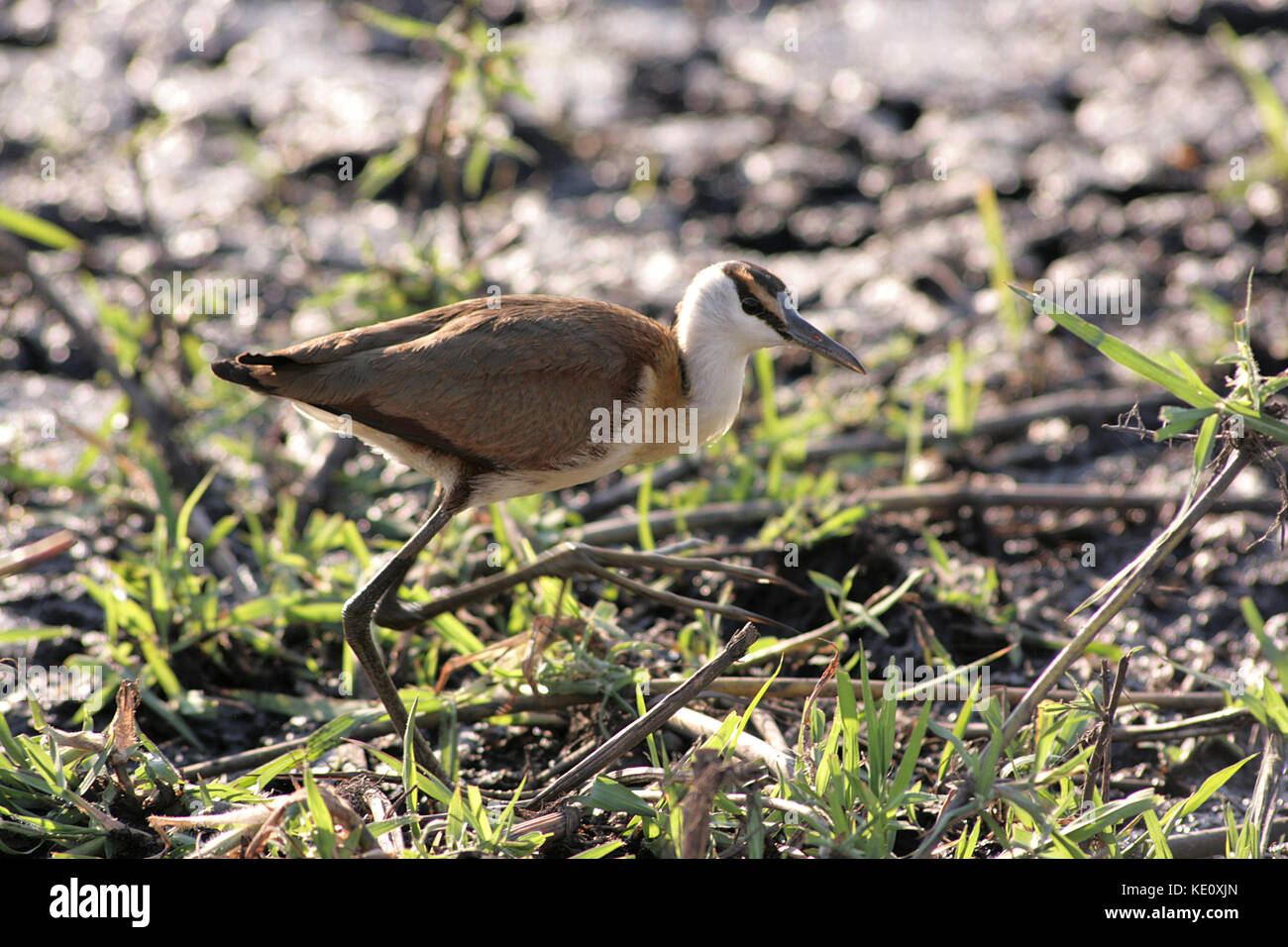 African Jacana bird de patauger dans le Parc National de Chobe, au Botswana Banque D'Images