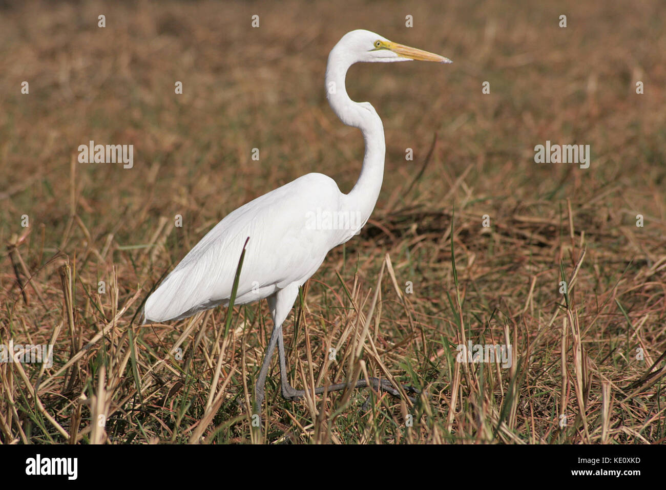 Grande Aigrette dans le Parc National de Chobe, au Botswana Banque D'Images