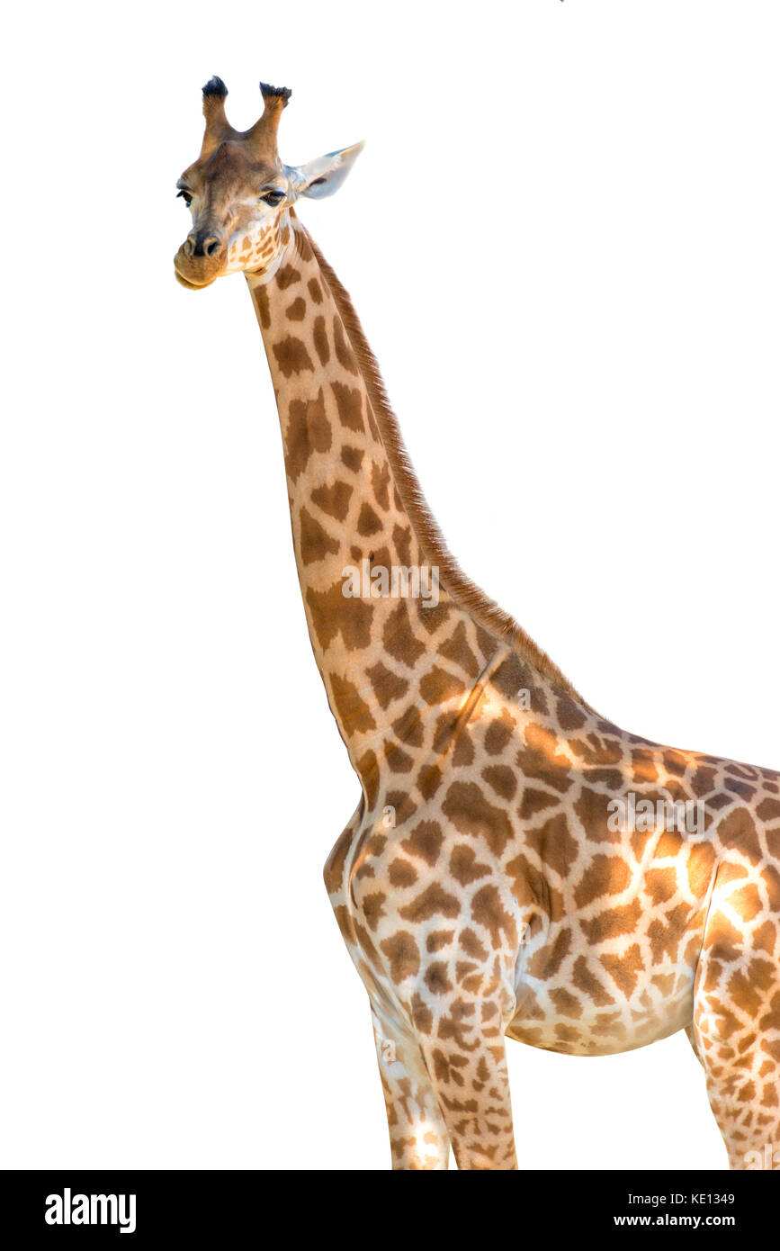 Photo de profil d'une girafe isolé sur fond blanc Banque D'Images
