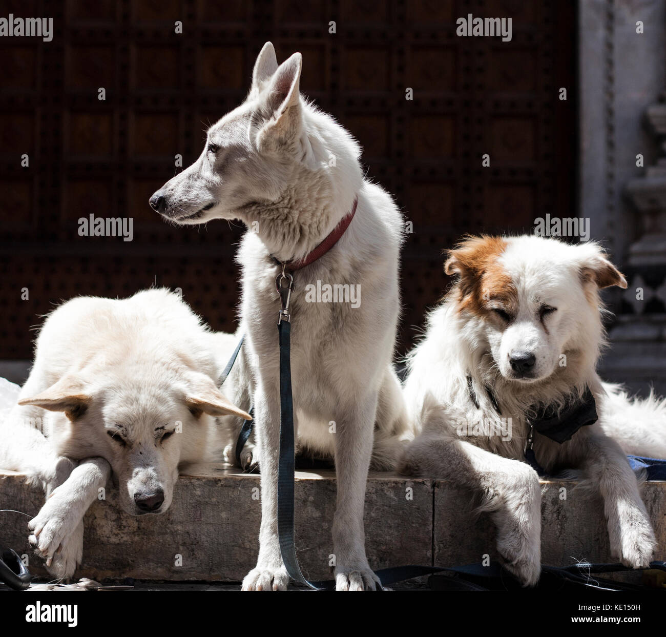 Trois chiens blancs au soleil à Sienne Italie Banque D'Images