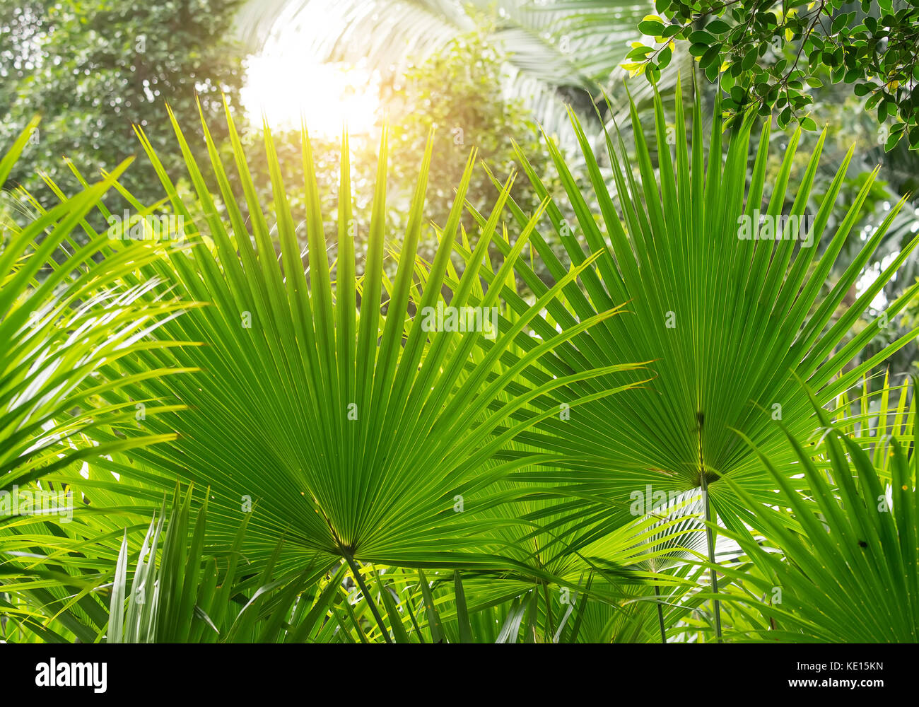 Borassus flabellifer,Sugar Palm, Palm cambodgien isolé sur fond blanc Banque D'Images