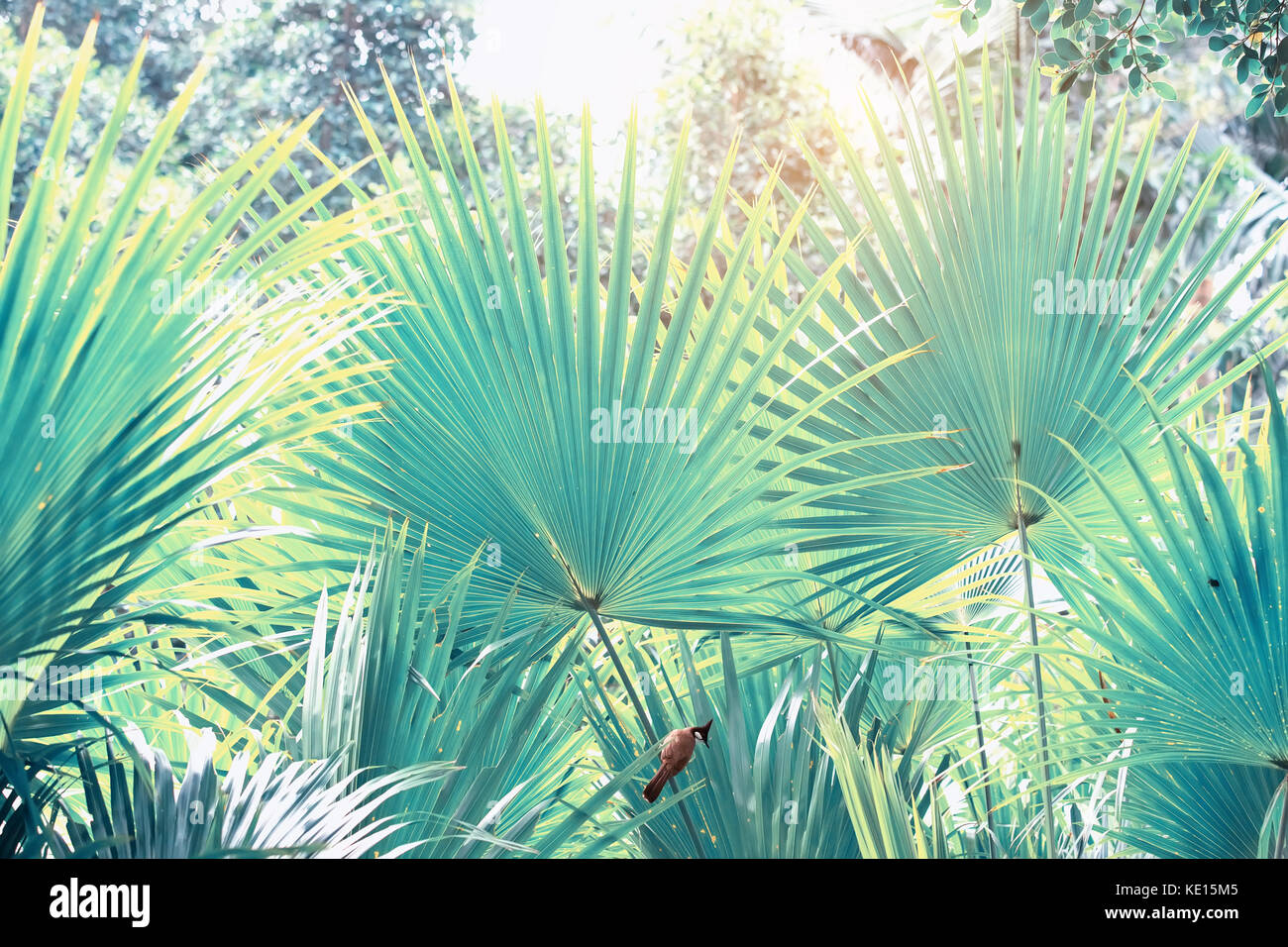 Borassus flabellifer,Sugar Palm, Palm cambodgien isolé sur fond blanc Banque D'Images