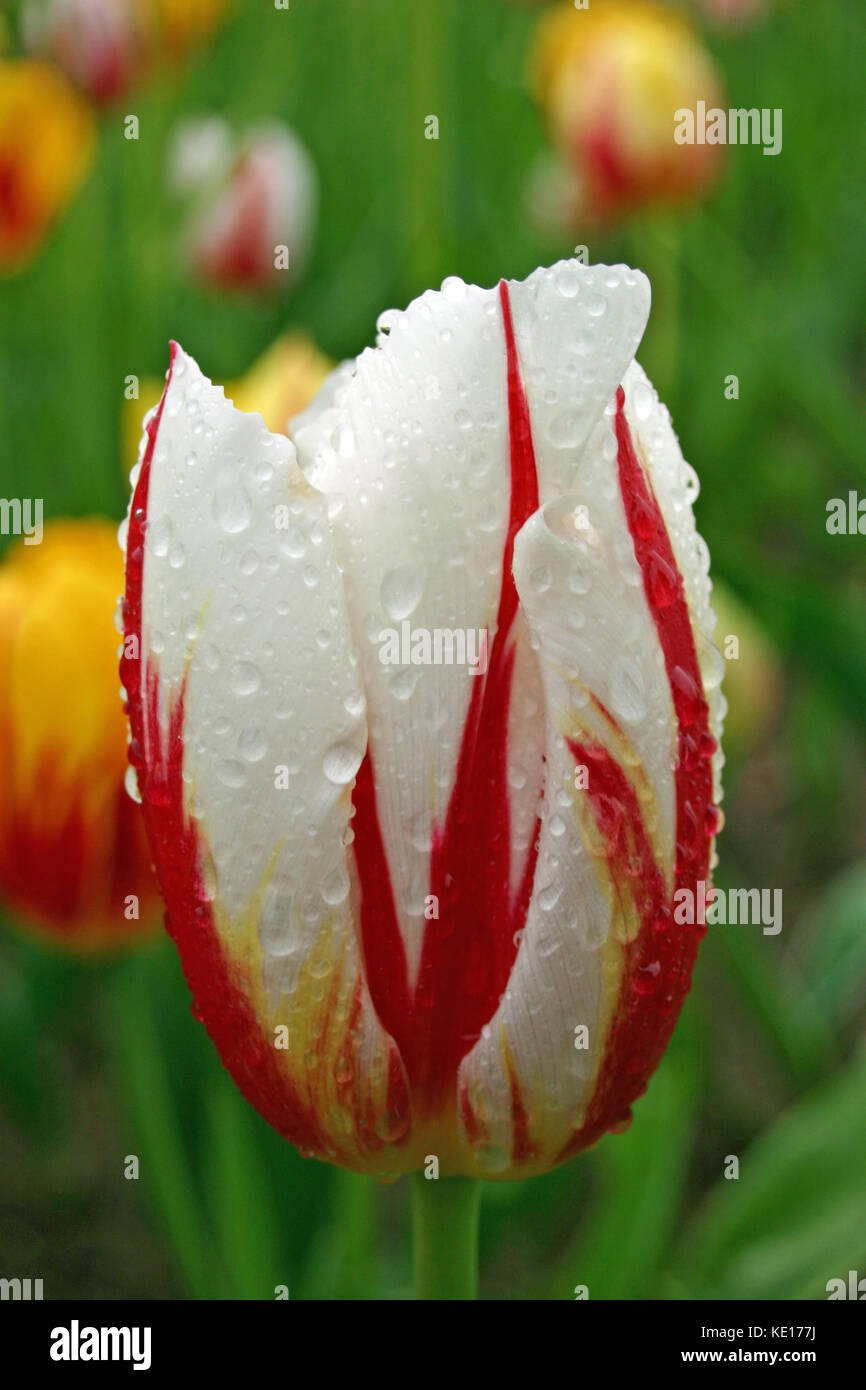 Tulipe blanche avec des rayures rouge et jaune en close up éclaboussé de pluie. contexte montre similaire et variétés jaunes et de feuilles. Banque D'Images