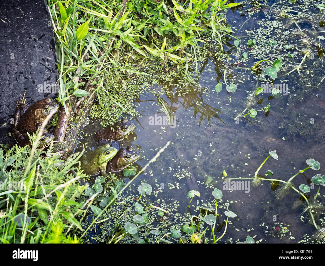 Spring tx usa - 6 juillet 2017 - Projet de loi quatre grenouilles qui sortent d'un tuyau de drainage dans un étang. Banque D'Images