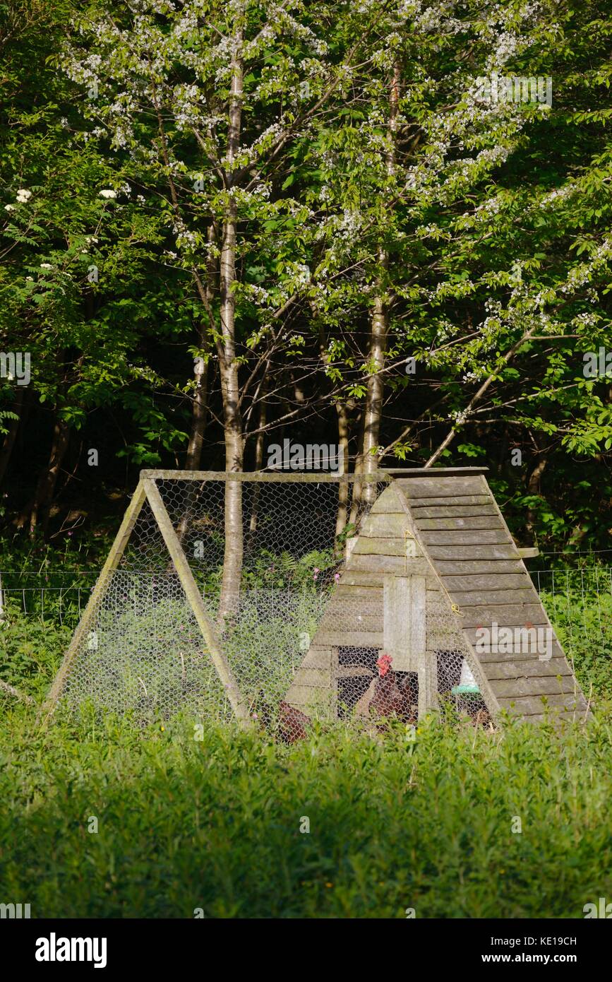 Rhode Island Red poulets, poules, dans une unité de pliage mobile fait maison, au Pays de Galles, Royaume-Uni Banque D'Images