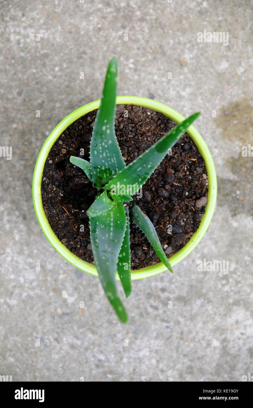 L'aloe vera plant growing Banque D'Images