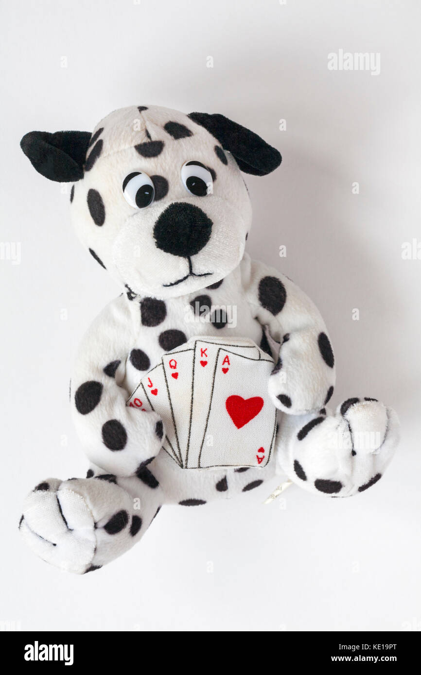 Chien dalmatien holding Royal Flush main de cartes en peluche douce isolé sur fond blanc Banque D'Images