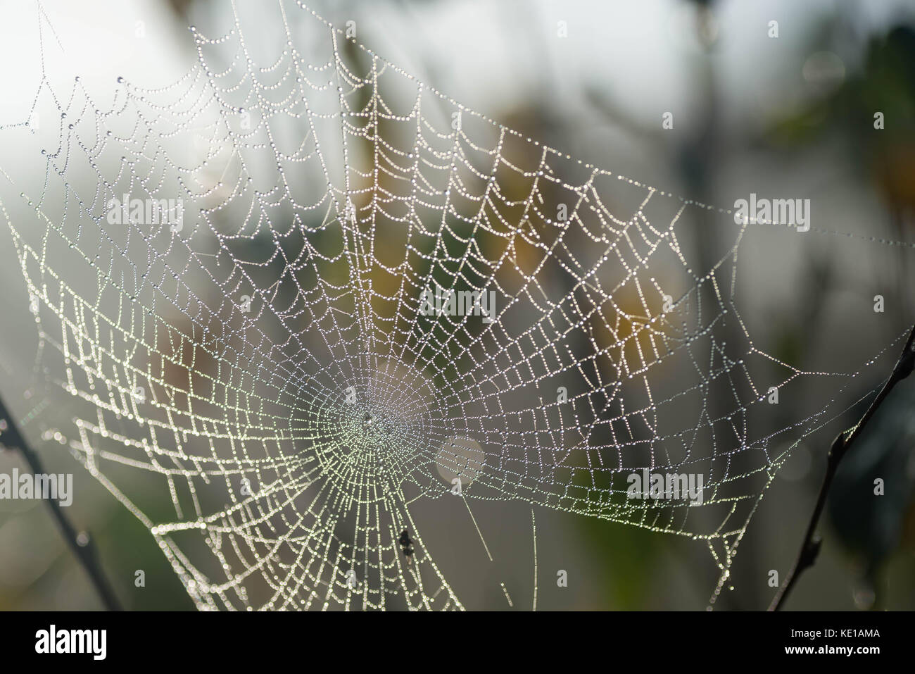 La rosée du matin sur spider web selective focus macro Banque D'Images