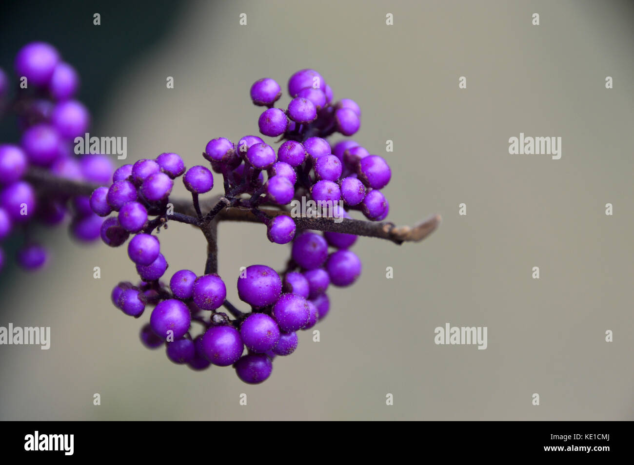 Les baies pourpres des chinois (giraldii Callicarpa bodinieri profusion beautyberry) arbuste. Banque D'Images