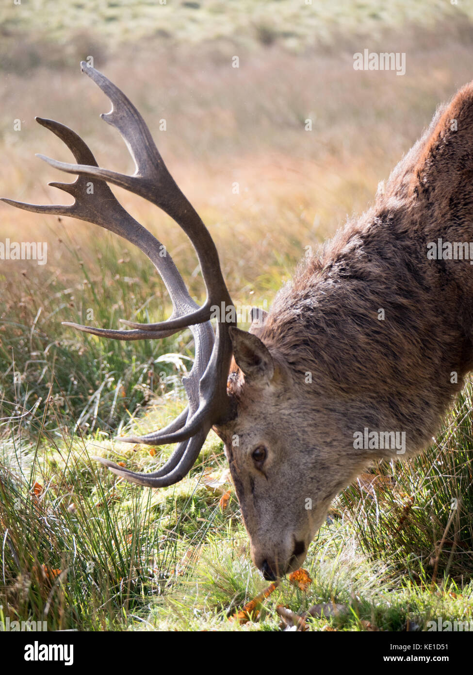 Un mâle red deer, Cerf (Cervus elaphus) à Lyme Park dans le Cheshire disley, montrant son panache au début de la saison du rut. Banque D'Images