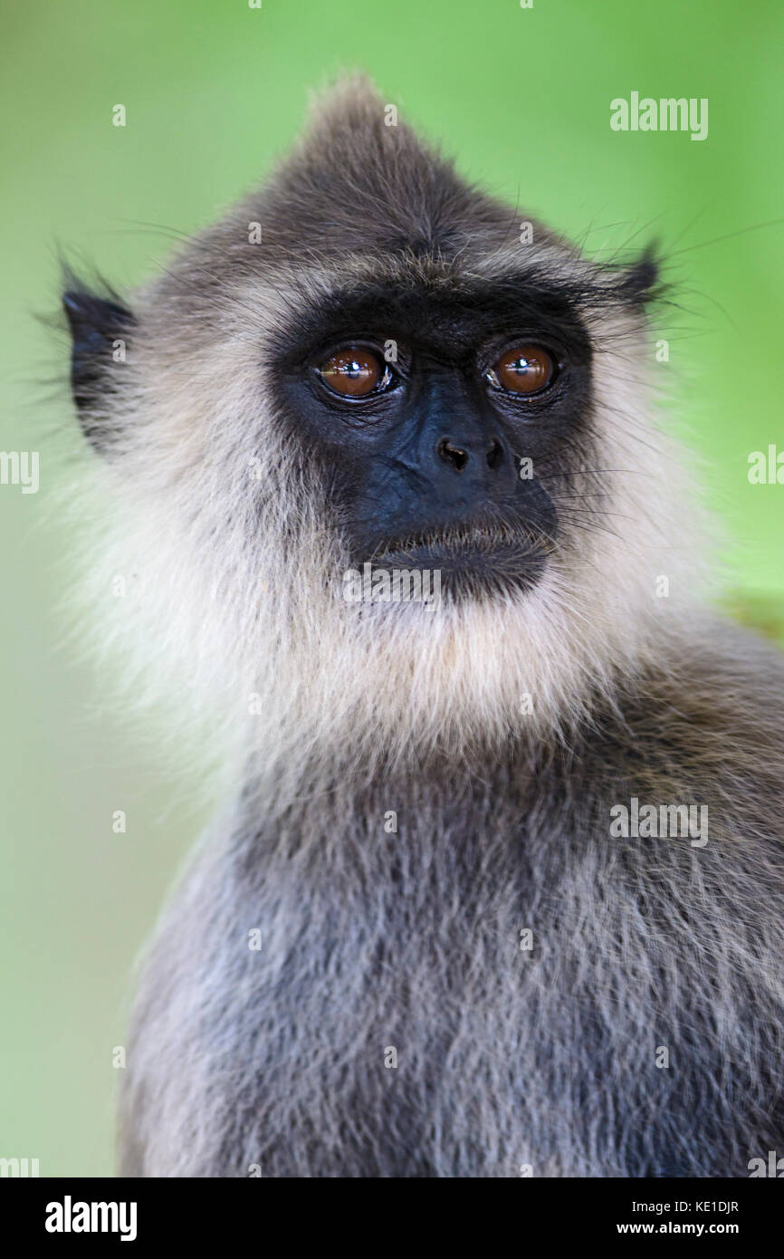 Langur hanuman - animaux singe semnopithèque, Sri Lanka Banque D'Images