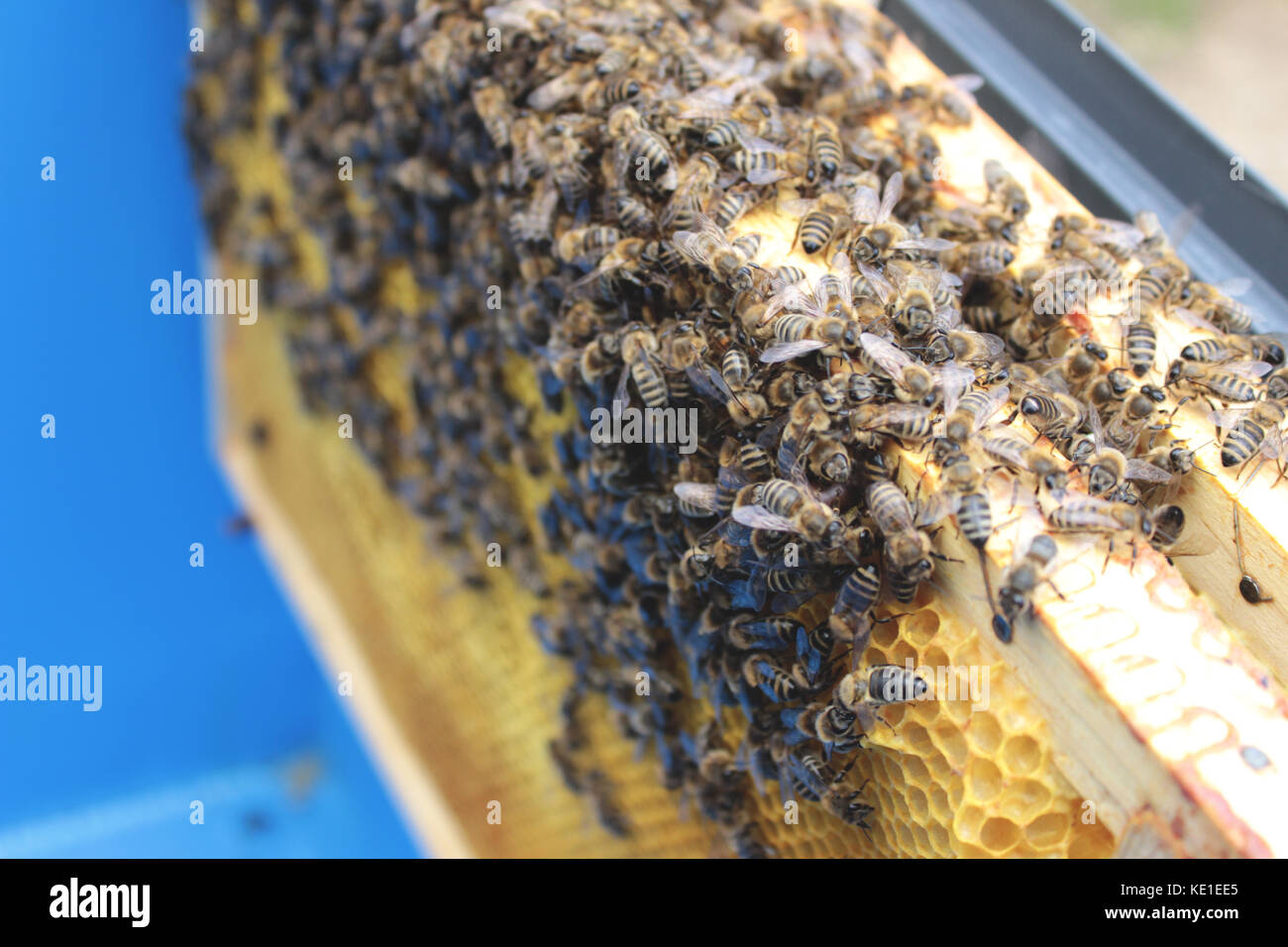 Bee farm Banque D'Images