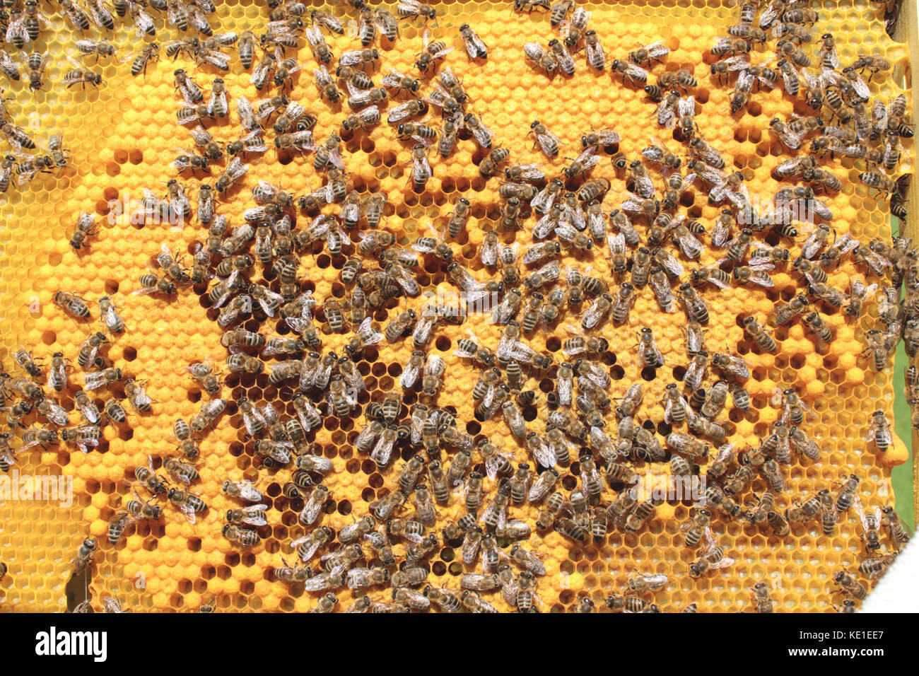 Bee farm Banque D'Images